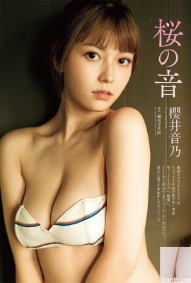 Frohes neues Jahr ~ Bitte sehen Sie die anmutige Figur des Sakurai -Mädchens (68p)